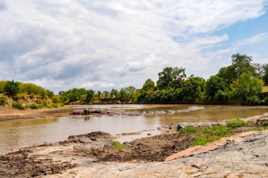 Mara Nehri Masai Mara parkında hipopotamın sürüleri 