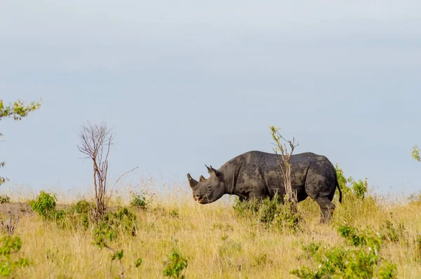 Rinoceronte solitario al pascolo nella savana del parco Maasai Mara — Foto Stock