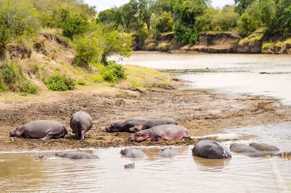 Mara Nehri Masai Mara parkında hipopotamın sürüleri 