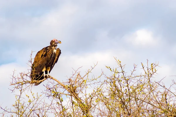 Vulture scavenger posed at the top of an acacia in the park of M