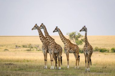 Birkaç zürafalar Masai Mar savannah tehlikede bakıyorsun
