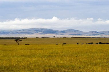 Savannah Masai Mara Park Kenya görünümünü