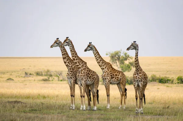 Varias jirafas mirando el peligro en la sabana de Maasai Mar —  Fotos de Stock