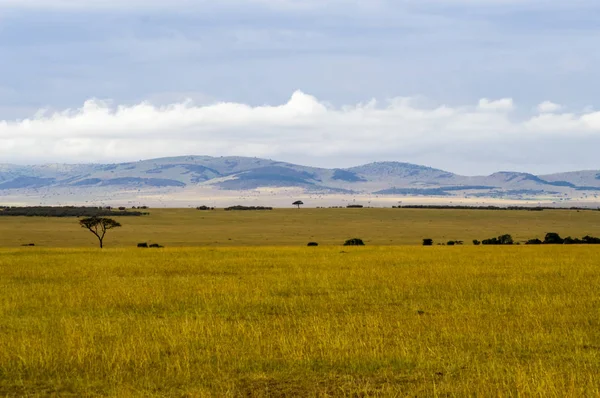 Zobacz sawanny w parku Masai Mara w Kenii — Zdjęcie stockowe