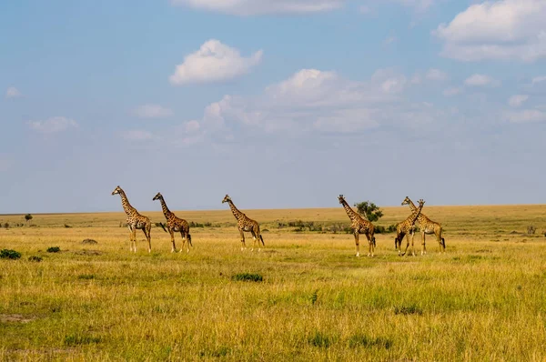 Varias jirafas mirando el peligro en la sabana de Maasai Mar —  Fotos de Stock