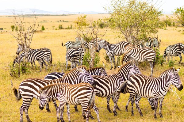 Herd of zebras grazing in the savannah of Maasai Mara Park in Kenya