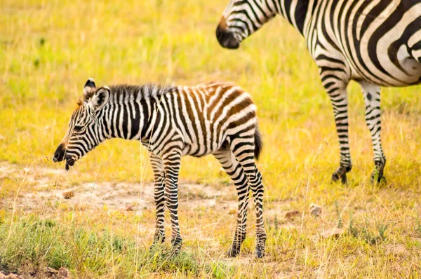 Stádo zeber, pasoucí se v savannah parku Maasai Mara v Ke — Stock fotografie