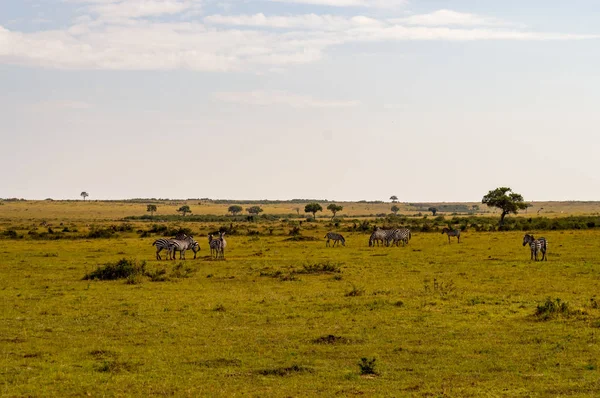 斑马群在马赛马拉公园大草原放牧 — 图库照片