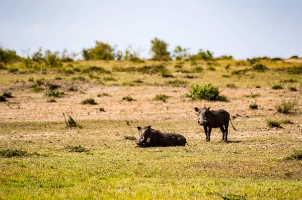 Warthogs inmóvil en la sabana de Maasai Mara Park en el norte —  Fotos de Stock