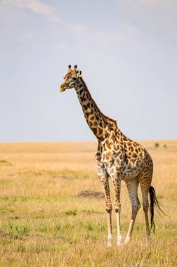 Hayır savannah düz Masai Mara parkında izole zürafa