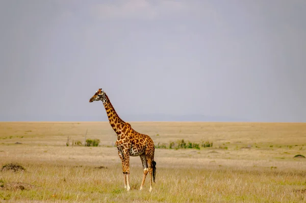 Giraffa isolata nella pianura della savana di Maasai Mara Park in No — Foto Stock