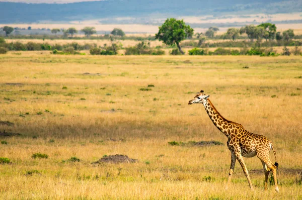 Girafa isolada na planície de savana do Parque Maasai Mara em No. — Fotografia de Stock