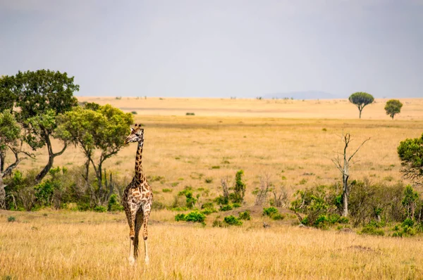 Jirafa aislada en la llanura de sabana del Parque Maasai Mara en No —  Fotos de Stock