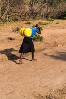 Masai woman carrying a can of water on her back in the savannah  clipart
