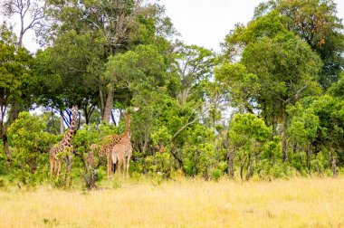 Acacias Kenya'daki Masai Mara Park yakınındaki birkaç zürafalar