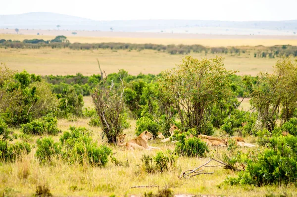 Genç aslan Masai Mara Park North West çalılıklar içinde gizli — Stok fotoğraf