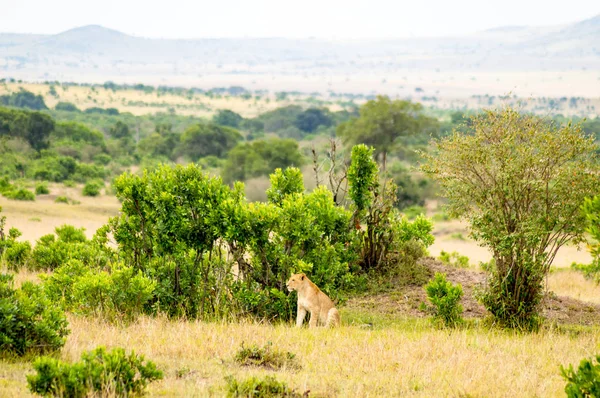 León joven escondido en el matorral del parque Maasai Mara en el noroeste —  Fotos de Stock