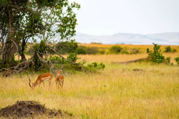 Антилопи Пала випасу в Масаї Мара парку в північно західній Кенії — стокове фото