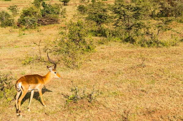 Impalas pastando no Parque Maasai Mara no noroeste do Quênia — Fotografia de Stock