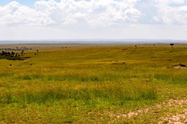 Savannah Masai Mara Park Kenya görünümünü