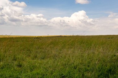 Savannah Masai Mara Park Kenya görünümünü
