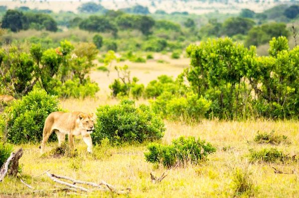 Jovem leão caminhando na savana do Parque Maasai Mara no Norte — Fotografia de Stock