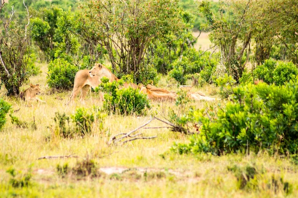 Mladý Lev skrytá v křoví parku Maasai Mara v North West — Stock fotografie