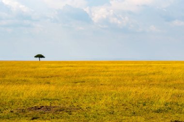 Savannah Masai Mara Park Kenya görünümünü