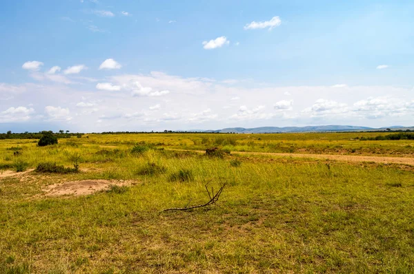 View of the savannah in Maasai Mara Park Kenya — Stock Photo, Image