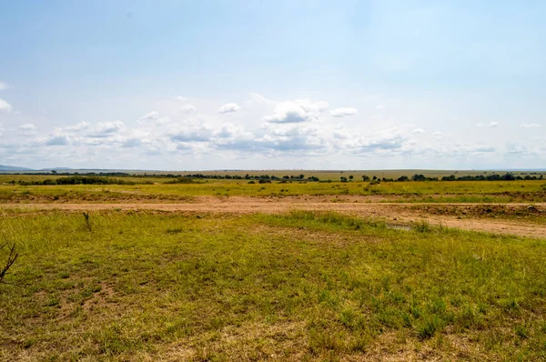 View of the savannah in Maasai Mara Park Kenya — Stock Photo, Image