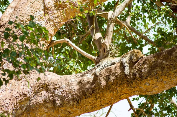 Leopardo deitado em um galho com duas patas penduradas na savana — Fotografia de Stock