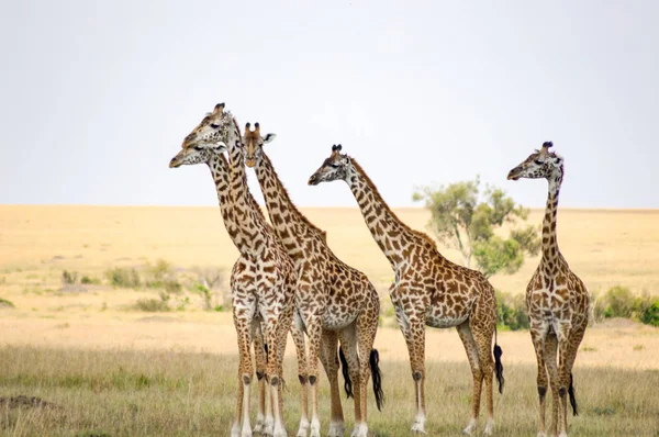 Manada de jirafas frente a un grupo de leones en la sabana —  Fotos de Stock