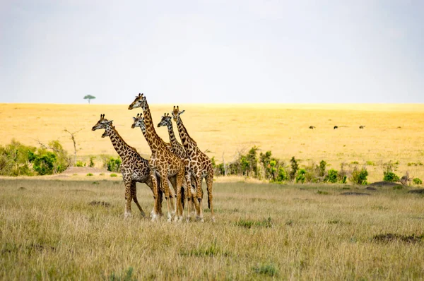 Rebanho de girafas em frente a um grupo de leões na savana — Fotografia de Stock