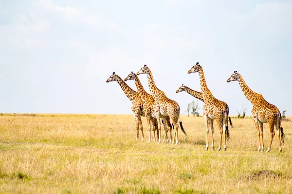Several Giraffes near Acacias in Masai Mara Park Kenya — Stock Photo, Image