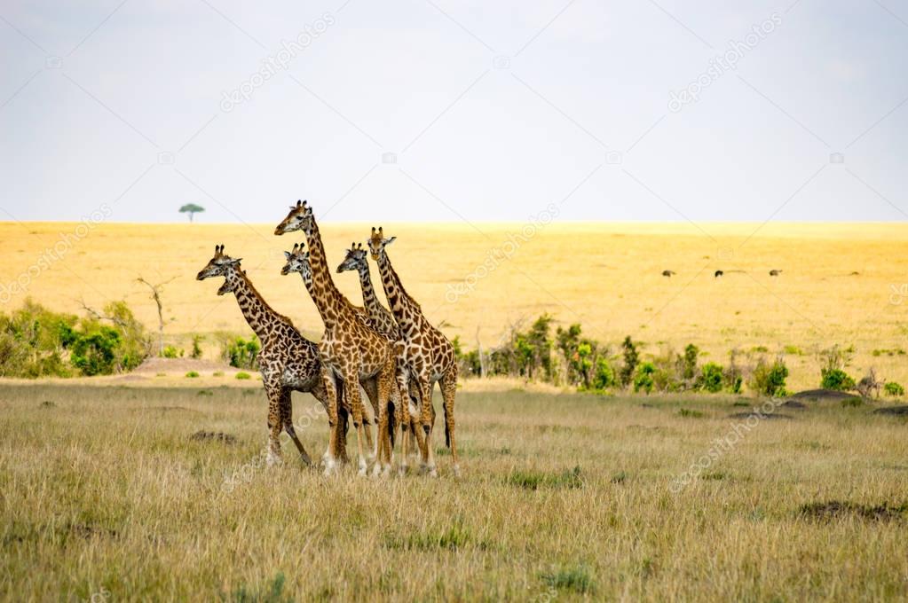 Flock of giraffes right facing a group of lions in the savannah 