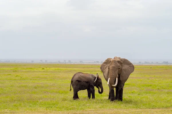 Elefante vista frontal con su cachorro en la sabana de Amboseli Par — Foto de Stock