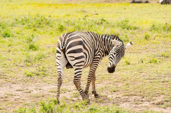 Zebra s řezu ocasem potíže honí mouchy a komáry — Stock fotografie