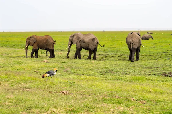 Three elephants with a Royal Crane in foreground in the savannah