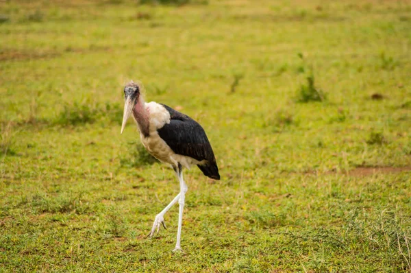 Izolované Marabu, procházky v parku Amboseli prostý savannah — Stock fotografie