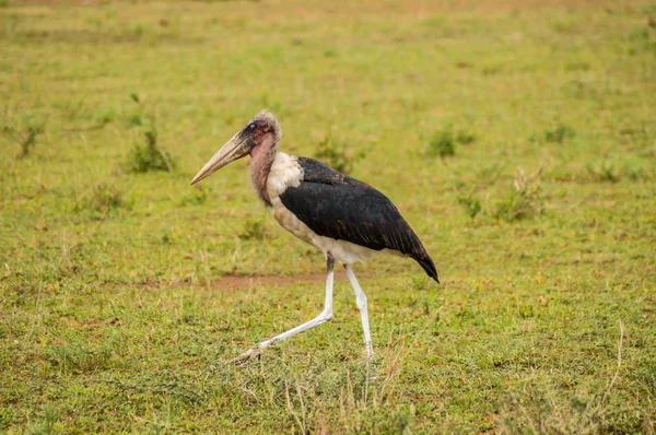 Isolated Marabou walking in the savannah plain of Amboseli Park — Stock Photo, Image