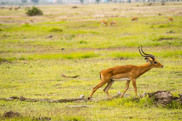 Impala isolera i savannah slätten av Amboseli parken i Kenya — Stockfoto