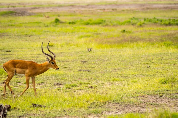 Isolat d'Impala dans la plaine de savane du parc Amboseli au Kenya — Photo