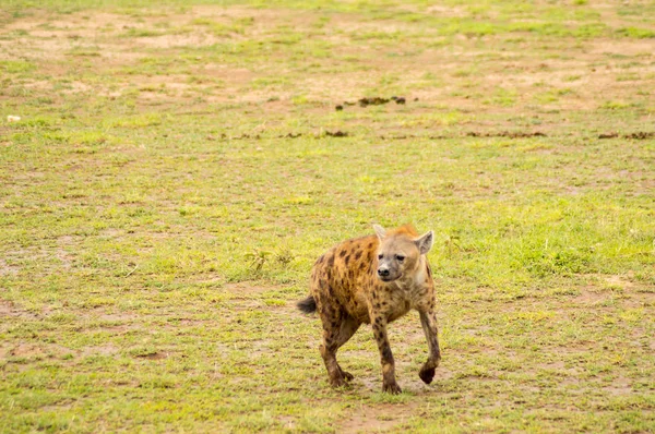 Hiéna elkülöníteni a savannah egyszerű Amboseli park Kenyában — Stock Fotó