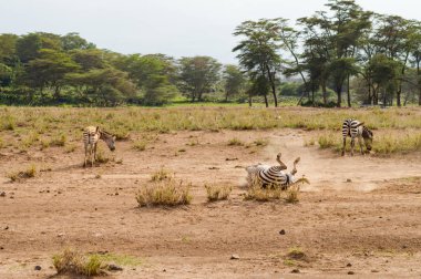 Zebralar Amboseli Park k Savannah toz haddeleme
