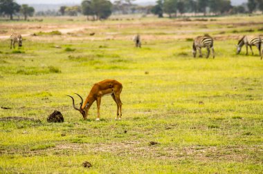 Kenya savannah Amboseli düz parkta Impala izole
