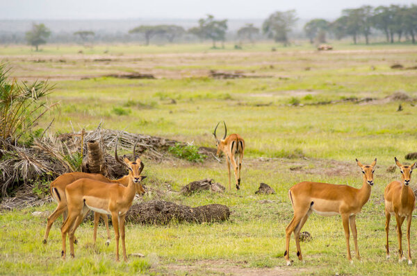 Several impalas grazing in the savannah grassland of Amboseli Park in Kenya