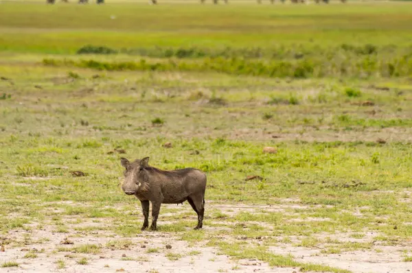 Aislamiento de Warthog en la sabana del parque Amboseli en Kenia — Foto de Stock