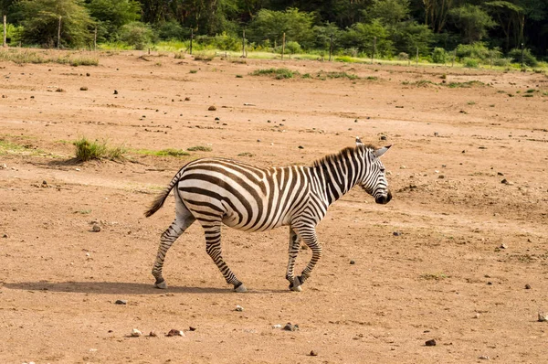 Zebrazocken in der Savanne des Amboseli-Parks in Kenia — Stockfoto