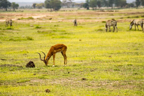 Impala isolata nella savana di Amboseli Park in Kenya — Foto Stock