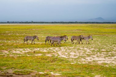 Birkaç zebralar Kenya'daki Amboseli Park Savannah otlatma